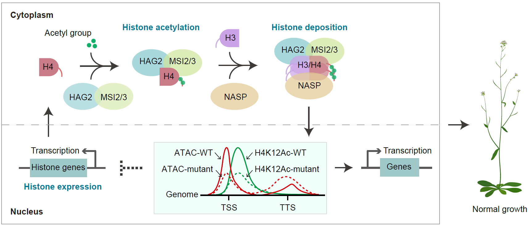 20241205-Science Advances-何新建-图.拟南芥NuB4调节组蛋白乙酰化、染色质可及性、基因转录和植物发育.png