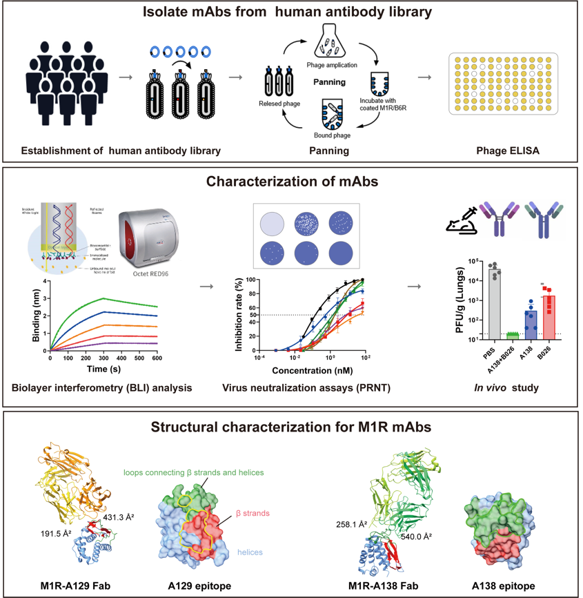 20240401-针对M1R和B6R中和抗体的发现及评价示意图-科研成果-程功.png